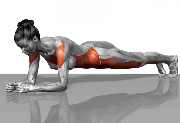Muscular design